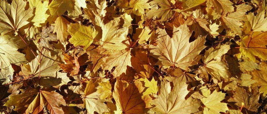 yellow maple leaves